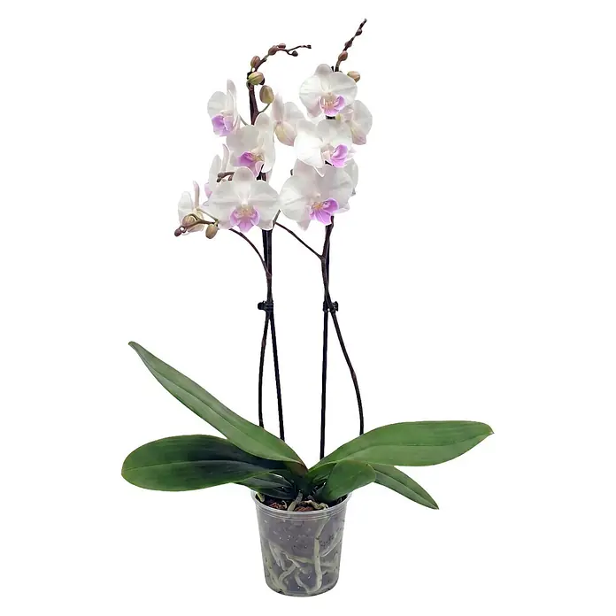 Piardino Schmetterlingsorchidee 2 Risper Mia - Phalaenopsis Hybride, Topfgröße: 12 cm, Schneeweiße mit dezentem violett-gelbem Zentrum - Topf-Orchidee mit weißen Blüten, lila Akzenten, grünen Blättern und Wurzeln im transparenten Topf mit Stützstäben.