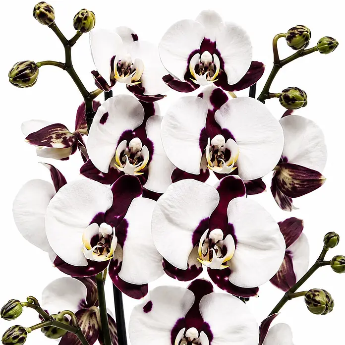 Piardino Schmetterlingsorchidee 2 Risper Polka Dots - Phalaenopsis Hybride, Topfgröße: 12 cm, Weiß mit dunkelvioletten Punkten - Weiße Orchideen mit dunkelvioletten Zentren und grünen Knospen.