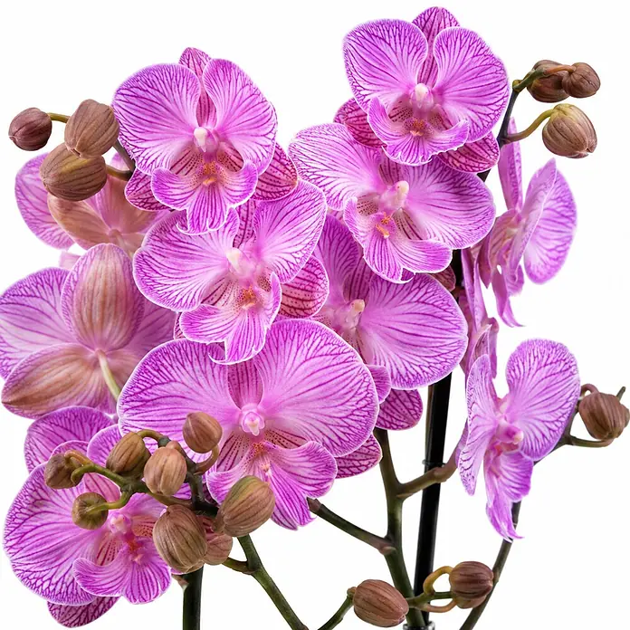Piardino Schmetterlingsorchidee 2 Risper Laura - Phalaenopsis Hybride, Topfgröße: 12 cm, Rosaviolett mit feiner Musterung - Eine lebendige Gruppe pink-lila gestreifter Orchideen mit mehreren geschlossenen Knospen.