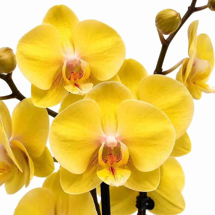 Piardino Schmetterlingsorchidee 2 Risper Gloria - Phalaenopsis Hybride, Topfgröße: 12 cm, Sonnengelb mit orange-gelben Zentrum - Leuchtend gelbe Orchideenblüten mit Knospen an dunklen Stielen.