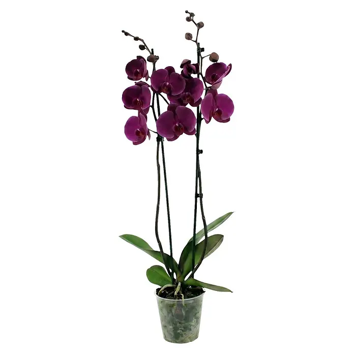 Piardino Schmetterlingsorchidee 2 Risper Joyride - Phalaenopsis Hybride, Topfgröße: 12 cm, Dunkelviolett - Topf-Orchidee mit mehreren dunkelvioletten Blüten und grünen Blättern in einem transparenten Plastiktopf.