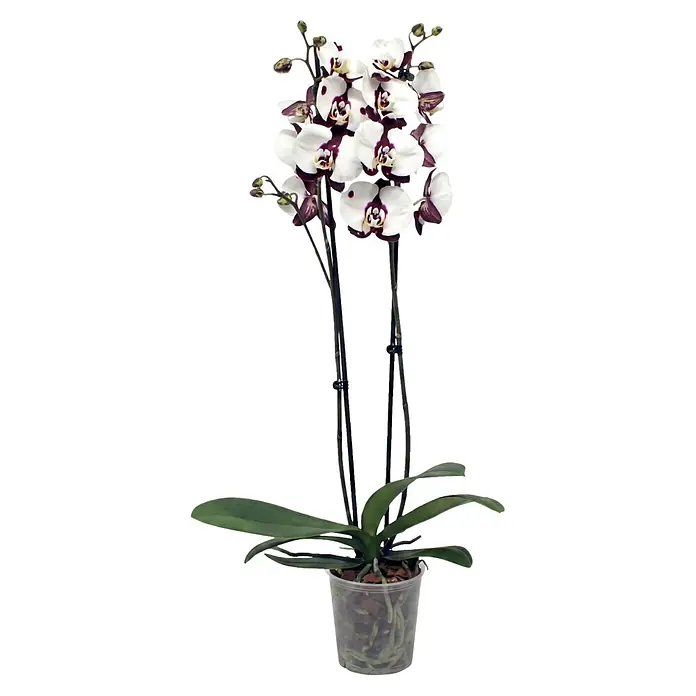Piardino Schmetterlingsorchidee 2 Risper Polka Dots - Phalaenopsis Hybride, Topfgröße: 12 cm, Weiß mit dunkelvioletten Punkten - Weiße Phalaenopsis-Orchidee mit lila Zentren in einem transparenten Topf, mit grünen Blättern, sichtbaren Wurzeln und Stützstäben.