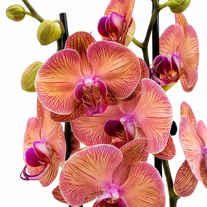 Piardino Schmetterlingsorchidee 2 Risper Helena - Phalaenopsis Hybride, Topfgröße: 12 cm, Apricot mit fein gezeichnetem Zentrum - Gruppe lachsfarbener und rot-lila gestreifter Orchideen mit grünen Knospen an schwarzen Stützen.