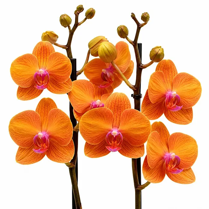 Piardino Schmetterlingsorchidee 2 Risper Tamara - Phalaenopsis Hybride, Topfgröße: 12 cm, Orange mit Gelb- und Rotnuancen - Leuchtend orange Orchideen mit pinkfarbenen Zentren an mehreren Stielen, mit offenen Blüten und Knospen.