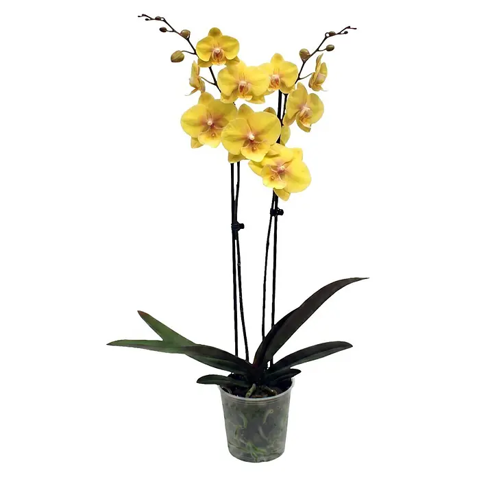 Piardino Schmetterlingsorchidee 2 Risper Gloria - Phalaenopsis Hybride, Topfgröße: 12 cm, Sonnengelb mit orange-gelben Zentrum - Topf-Orchidee mit gelben Blüten und Knospen, dunkelgrünen Blättern, in einem transparenten Plastiktopf.