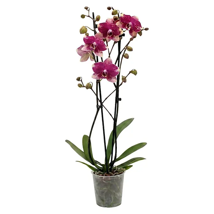 Piardino Schmetterlingsorchidee 2 Risper Rombley - Phalaenopsis Hybride, Topfgröße: 12 cm, Pink-violett mit heller Sprenkelung - Topf-Orchidee mit leuchtend violett-weißen Blüten, grünen Blättern und sichtbaren Wurzeln in transparentem Topf.