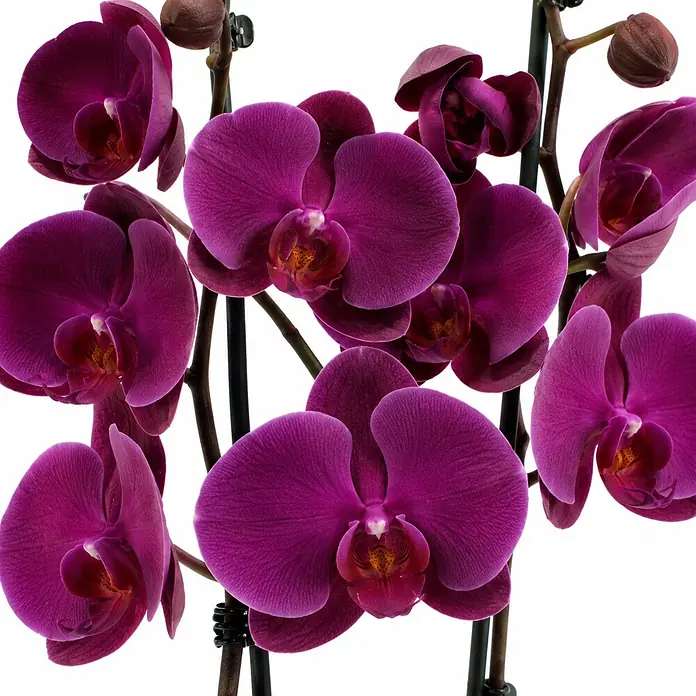 Piardino Schmetterlingsorchidee 2 Risper Joyride - Phalaenopsis Hybride, Topfgröße: 12 cm, Dunkelviolett - Lebendige lila Orchideen mit mehreren geöffneten Blüten und Knospen an dunklen Stielen.
