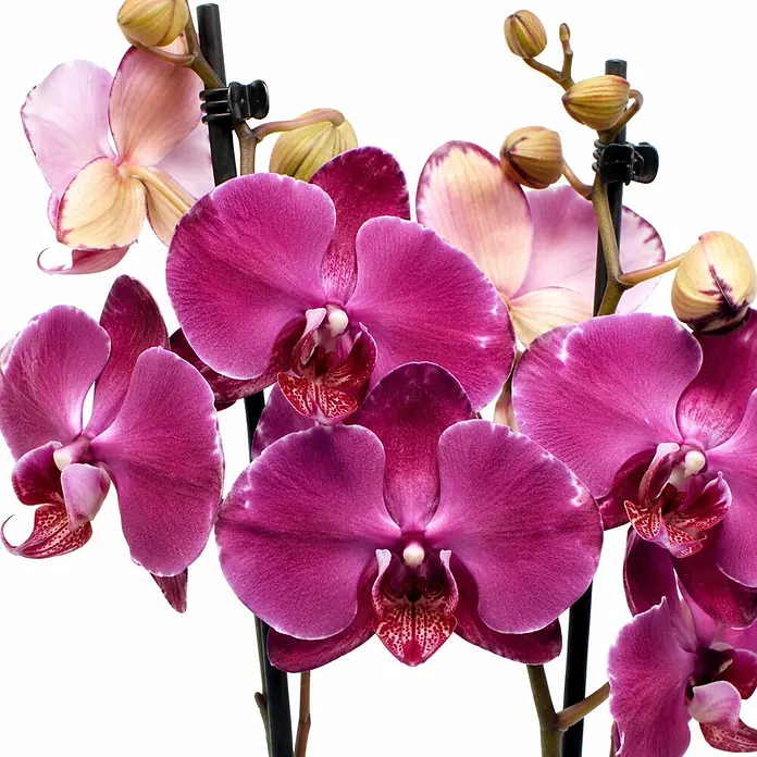 Piardino Schmetterlingsorchidee 2 Risper Malwina - Phalaenopsis Hybride, Topfgröße: 12 cm, Magenta mit helleren Akzenten - Lebendige magenta- und rosafarbene Phalaenopsis-Orchideen mit Knospen, gestützt durch schwarze Stäbe.
