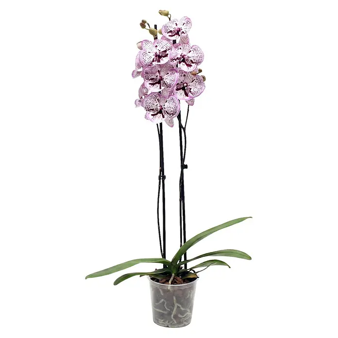 Piardino Schmetterlingsorchidee 2 Risper Grace - Phalaenopsis Hybride, Topfgröße: 12 cm, Weiß mit violett-pinken Sprenkeln - Phalaenopsis-Orchideenpflanze mit lila-weiß gesprenkelten Blüten, an hohen schwarzen Stielen, in einem transparenten Plastiktopf mit sichtbaren Wurzeln.