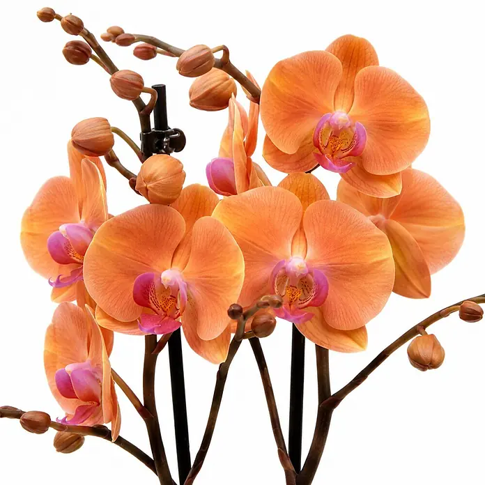 Piardino Schmetterlingsorchidee 2 Risper Menton - Phalaenopsis Hybride, Topfgröße: 12 cm, Apricot-orange mit rosa Einschlag - Leuchtend orange Phalaenopsis-Orchideen mit rosa Zentren und vielen Knospen.