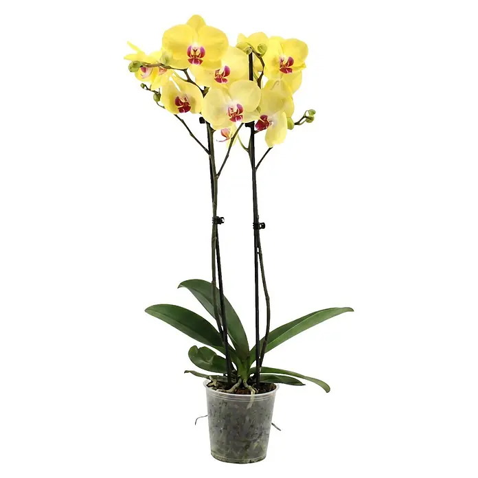 Piardino Schmetterlingsorchidee 2 Risper Limelight - Phalaenopsis Hybride, Topfgröße: 12 cm, Gelb mit rötlich-violettem Zentrum - Gelbe Orchideenpflanze mit lila Zentren, gestützt von Stäben in einem transparenten Topf.