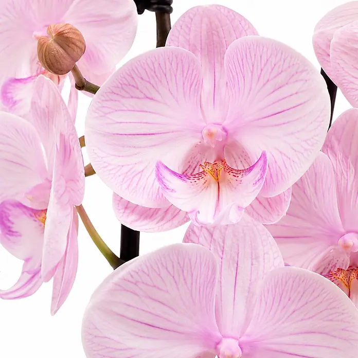 Piardino Schmetterlingsorchidee 2 Risper Ambon - Phalaenopsis Hybride, Topfgröße: 12 cm, Hellpink - Nahaufnahme von leuchtend rosa Orchideenblüten mit zart gestreiften Blütenblättern und einer knospenden Orchidee. Mehrere Blüten sind sichtbar.