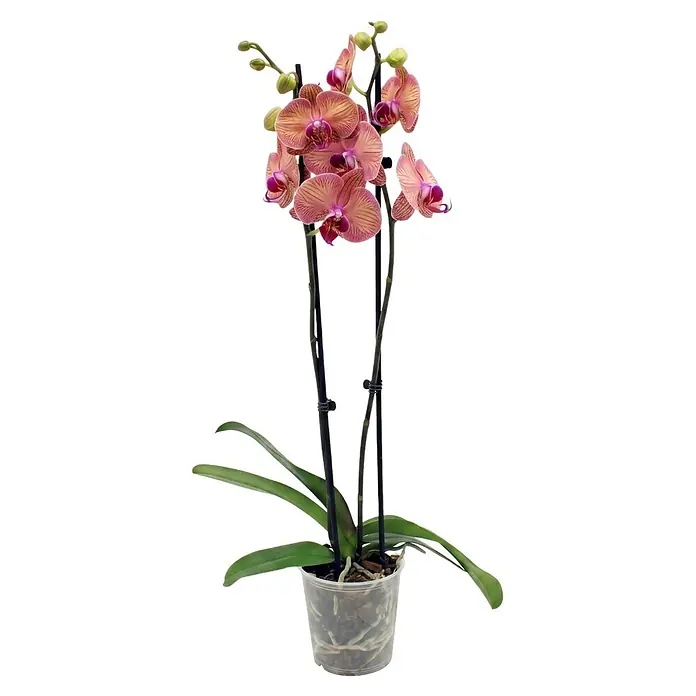 Piardino Schmetterlingsorchidee 2 Risper Helena - Phalaenopsis Hybride, Topfgröße: 12 cm, Apricot mit fein gezeichnetem Zentrum - Getopfte Orchidee mit rosa-beigen gestreiften Blüten und grünen Blättern in einem transparenten Topf.