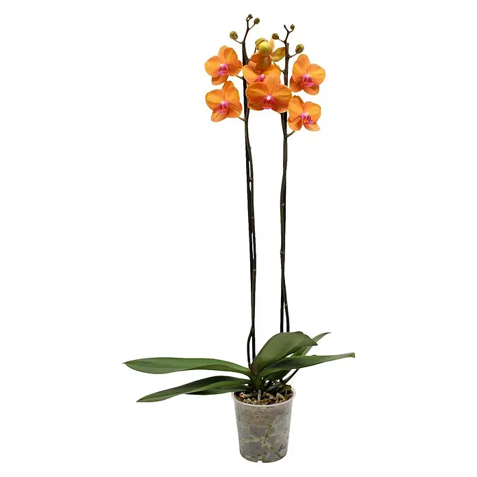 Piardino Schmetterlingsorchidee 2 Risper Tamara - Phalaenopsis Hybride, Topfgröße: 12 cm, Orange mit Gelb- und Rotnuancen - Eine Orchidee mit mehreren orangefarbenen Blüten, grünen Blättern und zwei hohen dunklen Stielen in einem transparenten Topf.