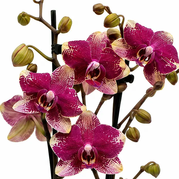 Piardino Schmetterlingsorchidee 2 Risper Rombley - Phalaenopsis Hybride, Topfgröße: 12 cm, Pink-violett mit heller Sprenkelung - Nahaufnahme von lebhaften magenta-weiß gesprenkelten Orchideen in voller Blüte, mit mehreren grünen Knospen an dunklen Stielen.