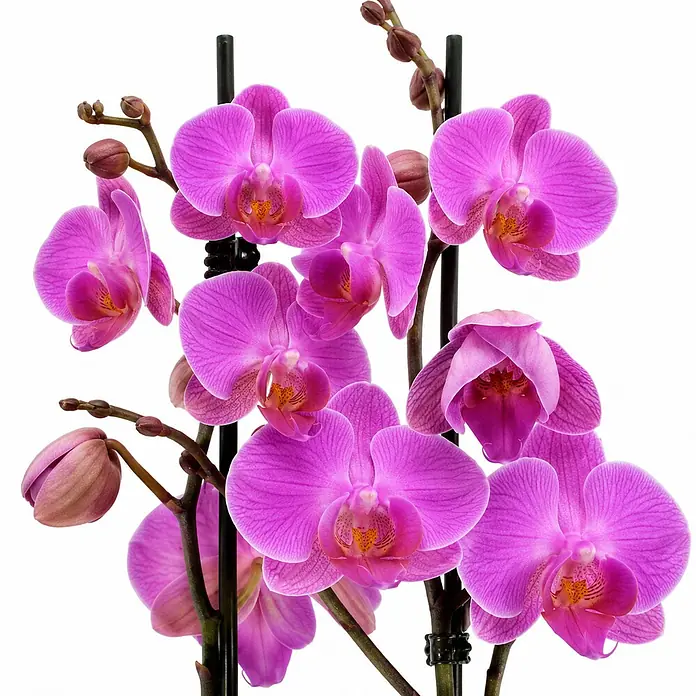 Piardino Schmetterlingsorchidee 2 Risper Simona - Phalaenopsis Hybride, Topfgröße: 12 cm, Violett-pink - Lebhafte violette Phalaenopsis-Orchideen mit mehreren offenen Blüten und Knospen, gestützt von dunklen Stäben.