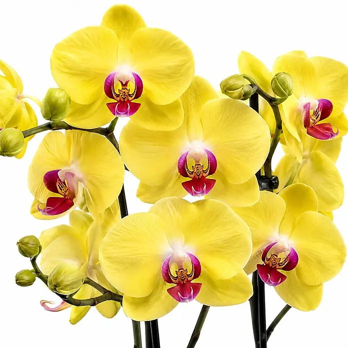 Piardino Schmetterlingsorchidee 2 Risper Limelight - Phalaenopsis Hybride, Topfgröße: 12 cm, Gelb mit rötlich-violettem Zentrum - Leuchtend gelbe Orchideen mit auffälligen rot-violetten Zentren und grünen Knospen.