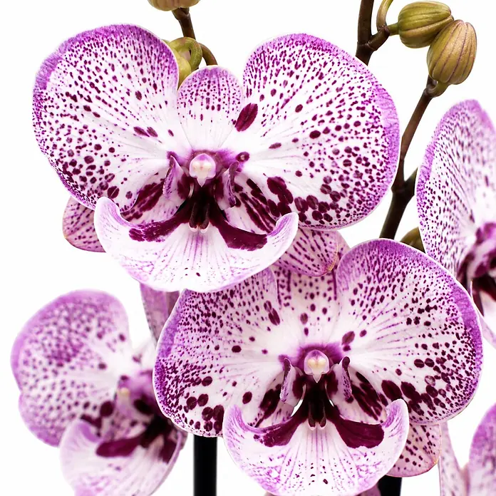 Piardino Schmetterlingsorchidee 2 Risper Grace - Phalaenopsis Hybride, Topfgröße: 12 cm, Weiß mit violett-pinken Sprenkeln - Nahaufnahme einer lebendigen Orchideenpflanze mit mehreren weißen Blüten mit violetten Flecken und einem tiefvioletten Zentrum, zusammen mit geschlossenen Knospen.