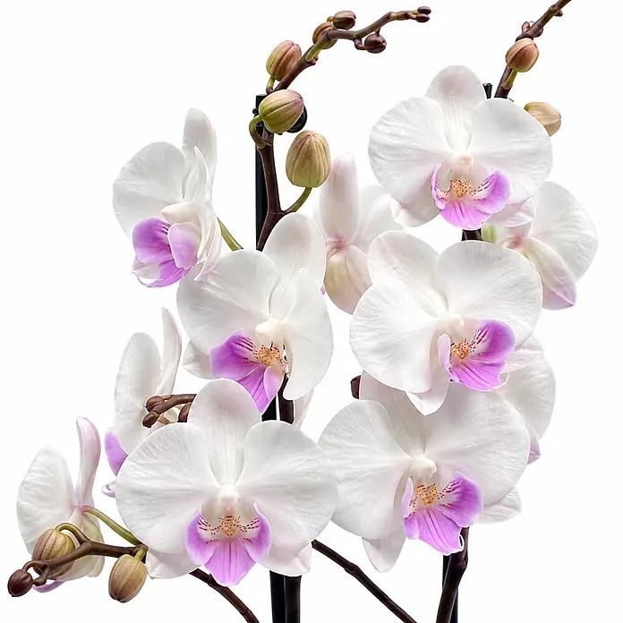 Piardino Schmetterlingsorchidee 2 Risper Mia - Phalaenopsis Hybride, Topfgröße: 12 cm, Schneeweiße mit dezentem violett-gelbem Zentrum - Weiße Orchideen mit violett-rosa Blütenzentren, teils geöffnet, teils als Knospen an dunklen Stielen.
