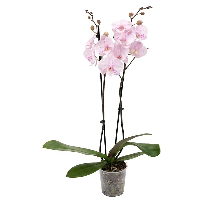 Piardino Schmetterlingsorchidee 2 Risper Ambon - Phalaenopsis Hybride, Topfgröße: 12 cm, Hellpink - Hellviolette Orchidee mit Blüten, Knospen, grünen Blättern und Stützstäben in einem durchsichtigen Plastiktopf.