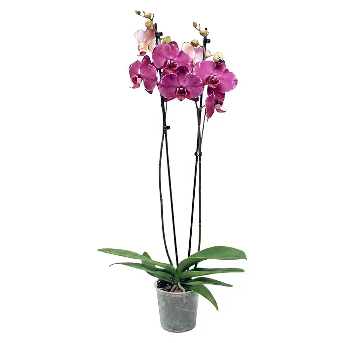 Piardino Schmetterlingsorchidee 2 Risper Malwina - Phalaenopsis Hybride, Topfgröße: 12 cm, Magenta mit helleren Akzenten - Eine leuchtend violette Orchidee mit grünen Blättern in einem transparenten Topf, mit Blüten und Knospen.
