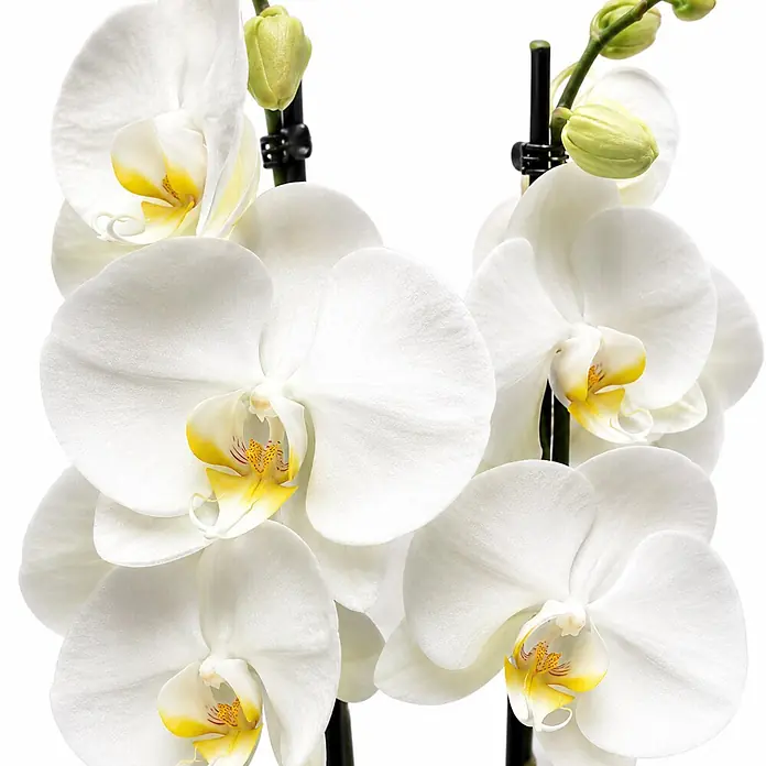 Piardino Schmetterlingsorchidee 2 Risper Krystina - Phalaenopsis Hybride, Topfgröße: 12 cm, Weiß mit gelbemn Zentrum - Elegante weiße Orchideen mit gelben Zentren und grünen Knospen an schwarzen Stielen.