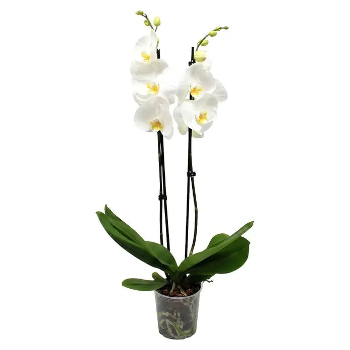 Piardino Schmetterlingsorchidee 2 Risper Krystina - Phalaenopsis Hybride, Topfgröße: 12 cm, Weiß mit gelbemn Zentrum - Weiße Orchideenpflanze mit grünen Blättern, weißen Blüten und schwarzen Stützstäben in einem durchsichtigen Topf.