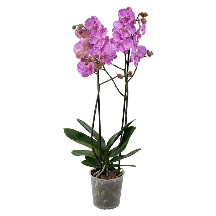 Piardino Schmetterlingsorchidee 2 Risper Laura - Phalaenopsis Hybride, Topfgröße: 12 cm, Rosaviolett mit feiner Musterung - Eine leuchtende Topf-Orchidee mit lila Blüten, grünen Blättern und einem transparenten Topf, der Wurzeln zeigt.
