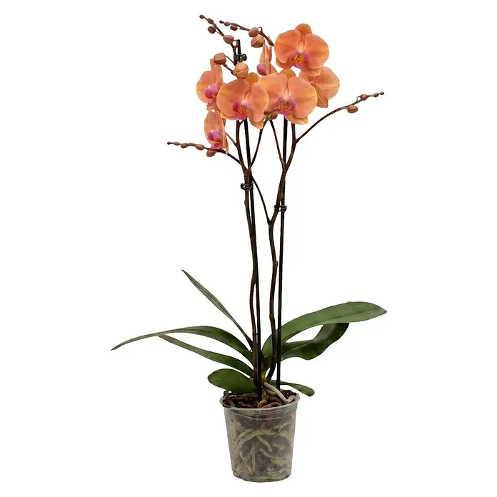 Piardino Schmetterlingsorchidee 2 Risper Menton - Phalaenopsis Hybride, Topfgröße: 12 cm, Apricot-orange mit rosa Einschlag - Eine Topf-Phalaenopsis-Orchidee in Pfirsich-Orange mit vielen Blüten, Knospen, grünen Blättern und sichtbaren Wurzeln im transparenten Topf.