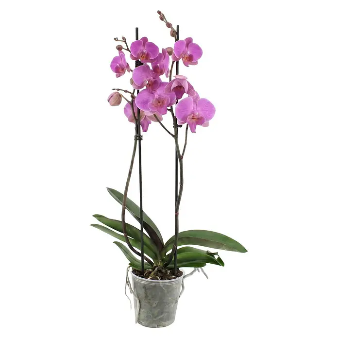 Piardino Schmetterlingsorchidee 2 Risper Simona - Phalaenopsis Hybride, Topfgröße: 12 cm, Violett-pink - Topf-Orchidee mit mehreren blühenden lila Blüten, Knospen, grünen Blättern und schwarzen Stützstäben in einem durchsichtigen Plastiktopf.