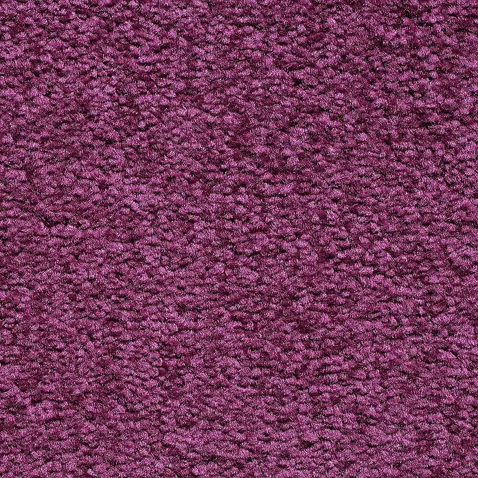 Bricoflor Teppichboden Meterware 8x4m, Velours Hochflor, lila pink - Velours, 100 % Polypropylen (PP), lila pink - Nahaufnahme einer strukturierten, tiefvioletten Teppichoberfläche mit weichem, dichtem Flor.