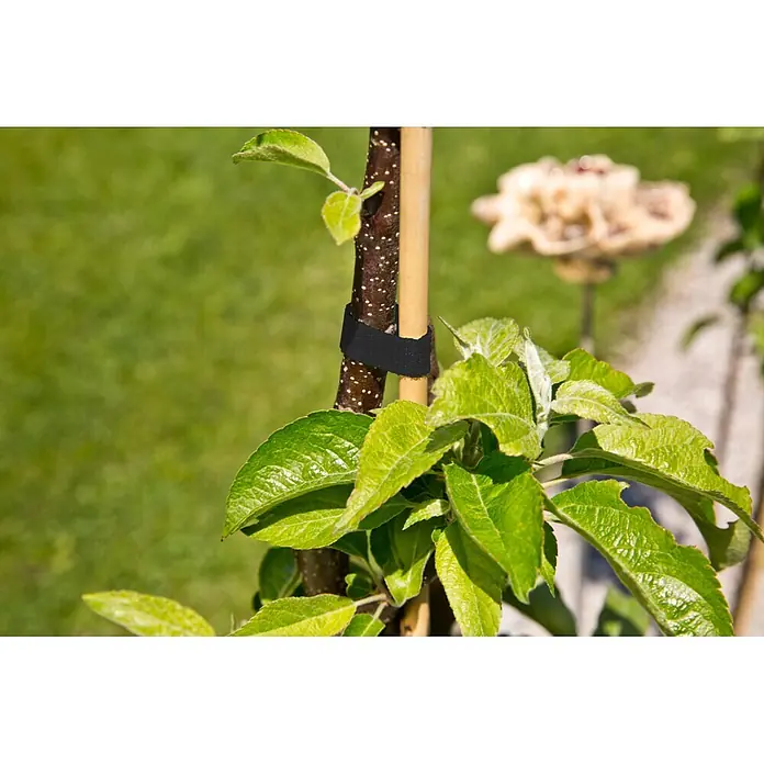 Gardol Klettbinder - 500 x 1,2 cm - Schwarzer Pflanzenbinder sichert jungen Baum an Stützpfahl.