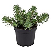 Sedum 13  in 5 bis 7Sorten