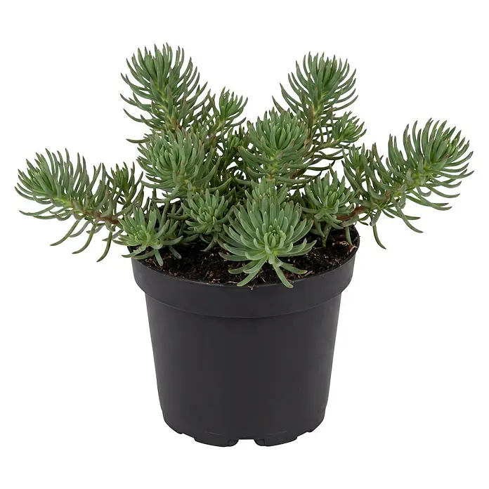Piardino Fetthenne verschiedene Sorten - Sedum Hybride, Topfgröße: 13 cm - Eine grüne Sukkulente mit spitzen Blättern in einem dunkelgrauen Plastiktopf.