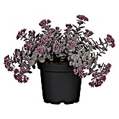 Sedum 13  in 5 bis 7Sorten