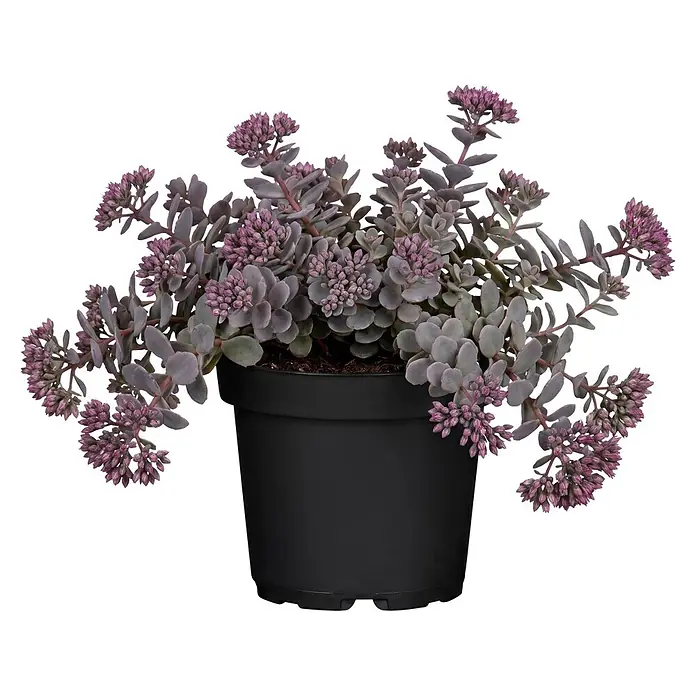 Piardino Fetthenne verschiedene Sorten - Sedum Hybride, Topfgröße: 13 cm - Topf-Sukkulente mit lila-grauen Blättern und kleinen lila Blüten in einem schwarzen Topf.
