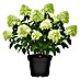Piardino Rispen-Hortensie 