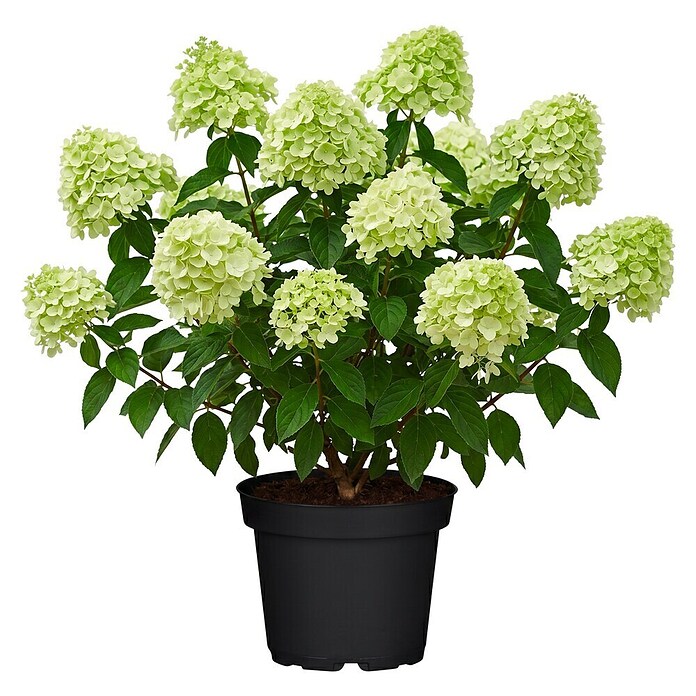 Hydrangea paniculata5 Grandiflora