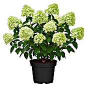 Hydrangea paniculata5 Grandiflora