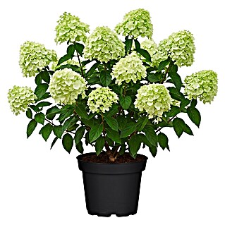 Piardino Rispen-Hortensie (Hydrangea paniculata 'Grandiflora', Topfgröße: 23 cm, Weiß)