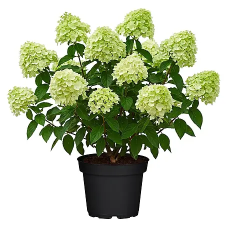 Piardino Rispen-Hortensie