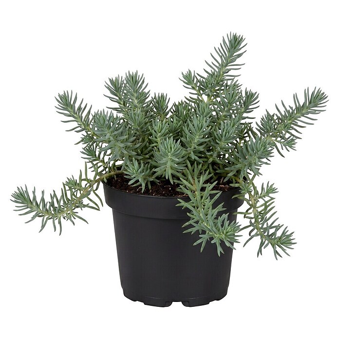 Sedum 13  in 5 bis 7Sorten