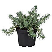 Sedum 13  in 5 bis 7Sorten