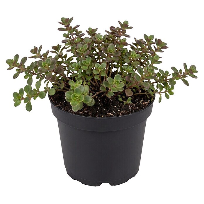 Sedum 13  in 5 bis 7Sorten