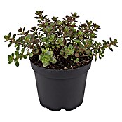 Sedum 13  in 5 bis 7Sorten