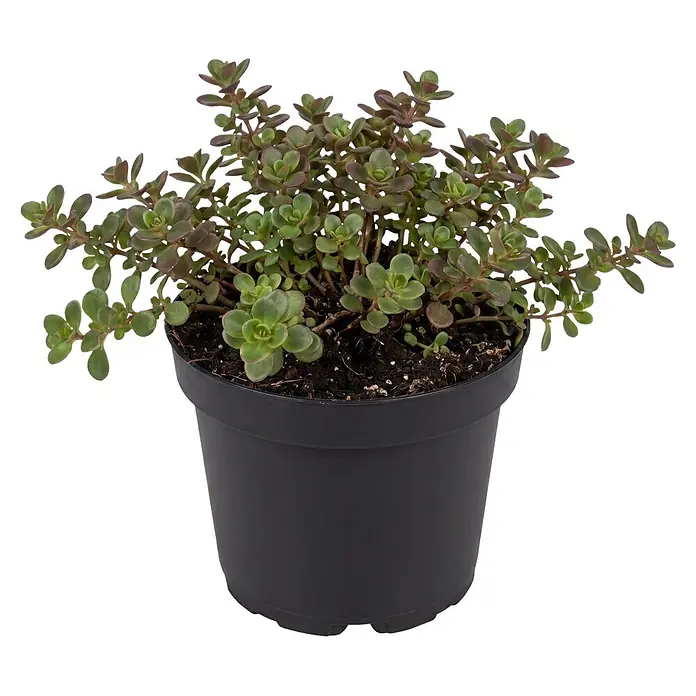 Piardino Fetthenne verschiedene Sorten - Sedum Hybride, Topfgröße: 13 cm - Grüne Sukkulente mit rötlichen Blättern in einem schwarzen Plastiktopf.