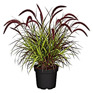 Piardino Ziergräser Lampenputzergras 'Tiny Tails®' (Pennisetum advena 'Tiny Tails®', Topfgröße: 19 cm)