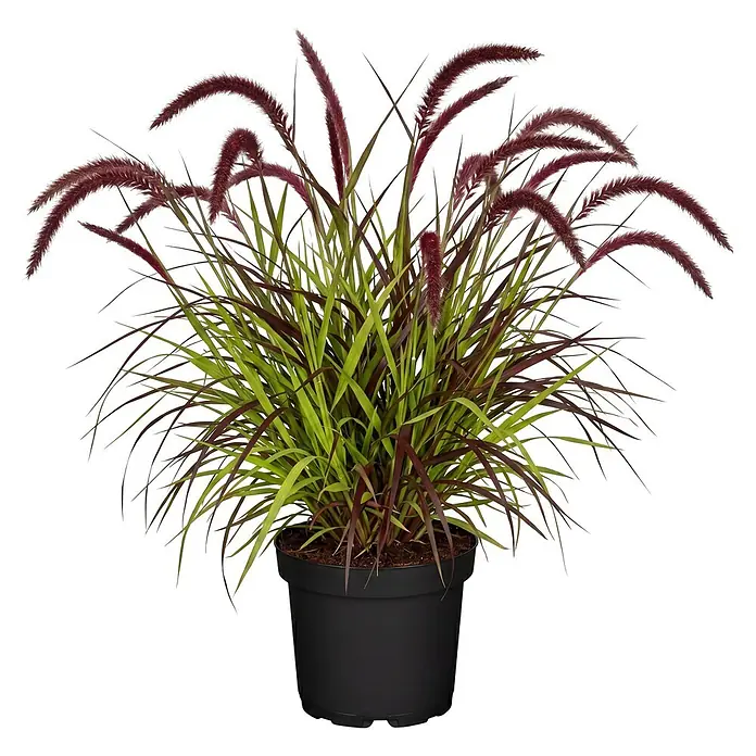 Piardino Ziergräser Lampenputzergras 'Tiny Tails®' - Pennisetum advena 'Tiny Tails®', Topfgröße: 19 cm - Lila Federborstengras mit rot-violetten Blütenständen und grünen Blättern, in schwarzem Topf.