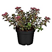Sedum 13  in 5 bis 7Sorten