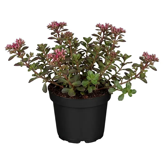 Piardino Fetthenne verschiedene Sorten - Sedum Hybride, Topfgröße: 13 cm - Topf-Sukkulente mit grünen Blättern und rosa Blütenknospen in einem schwarzen Topf.